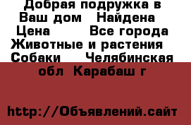 Добрая подружка,в Ваш дом!!!Найдена › Цена ­ 10 - Все города Животные и растения » Собаки   . Челябинская обл.,Карабаш г.